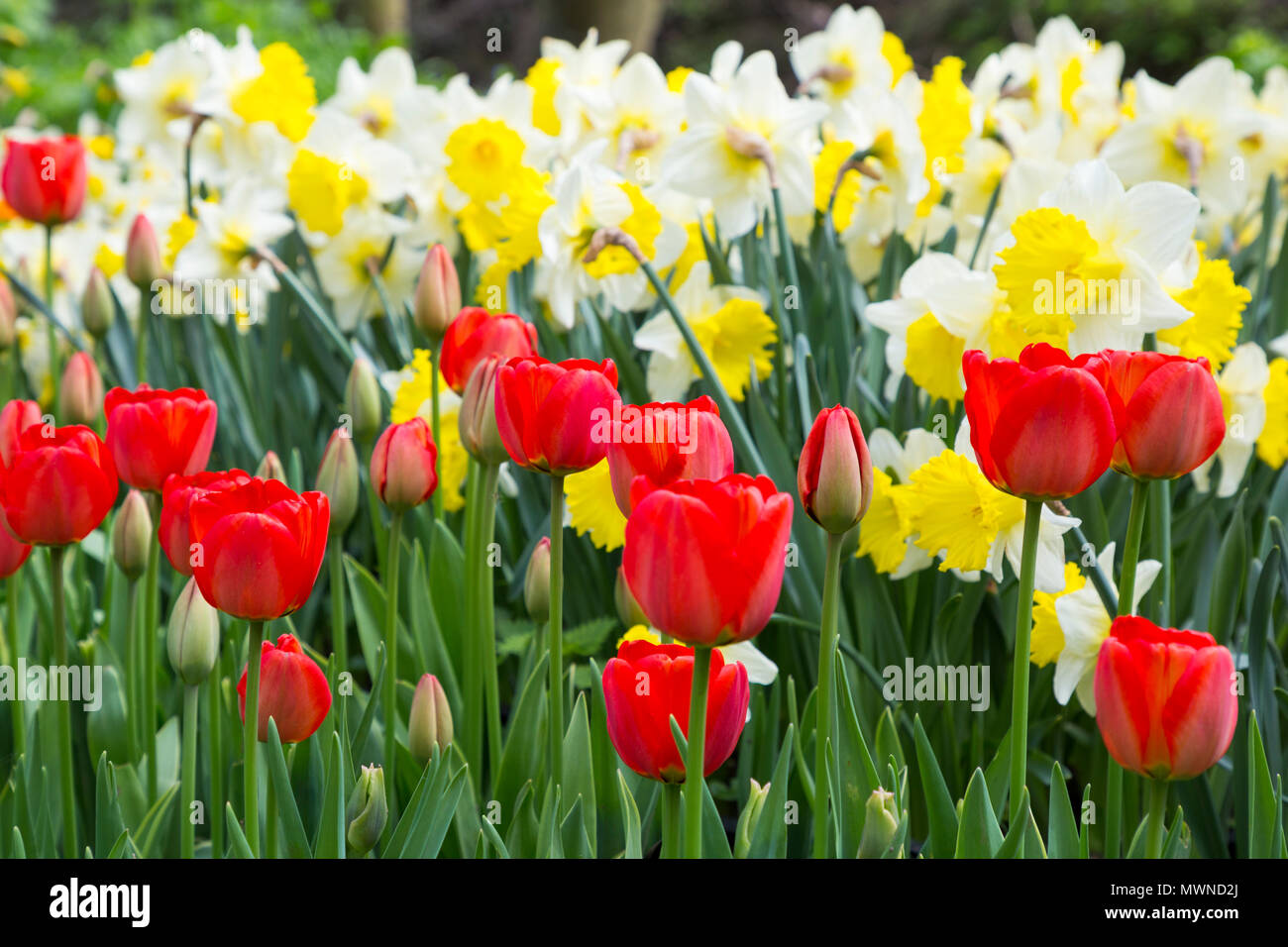 Tulipa "Couleur Cardinale" sostenuta da Daffodils bianco Foto Stock