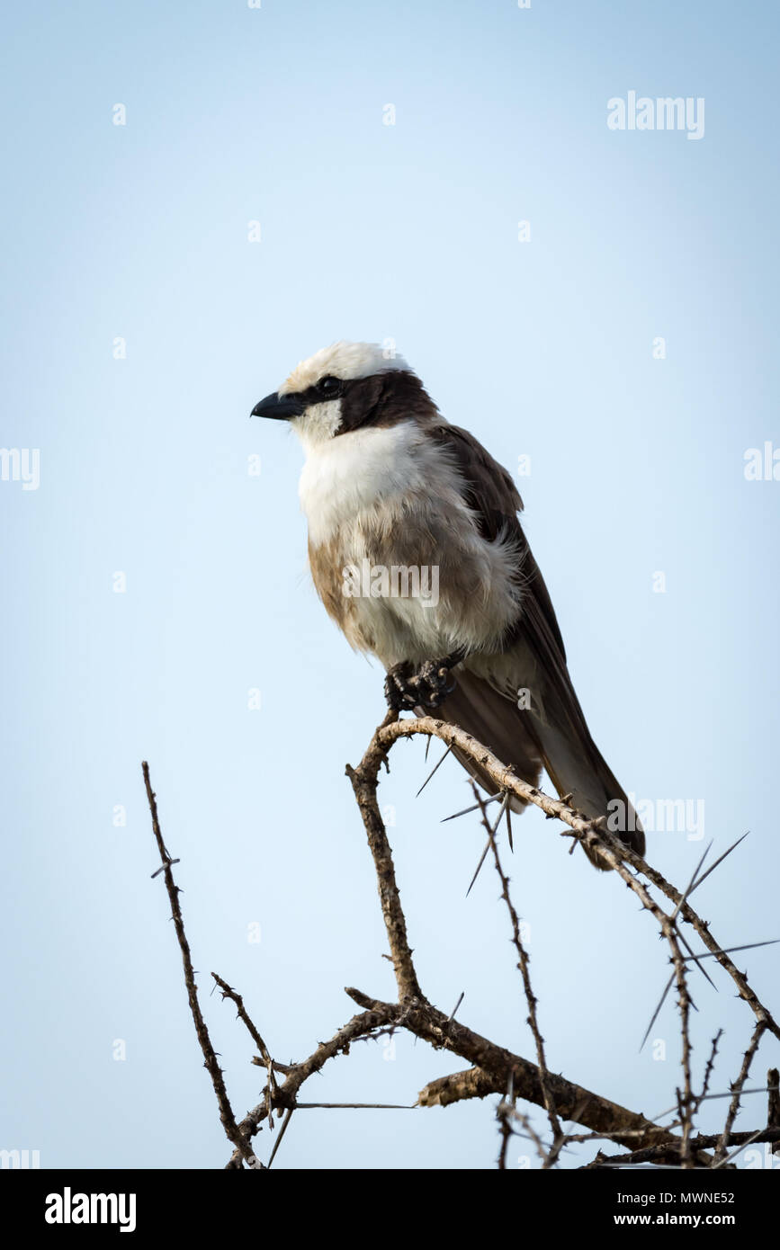 Northern bianco-crowned shrike guardando a sinistra sul ramo Foto Stock