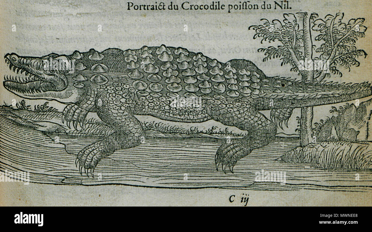 . Inglese: Pierre Belon. Les osservazioni de plusieurs singularitez & choses mémmorables, trouvées en Grèce, Asie, Judée, Egypte, Arabie, aux autres pays étrangers, Parigi, Guillaume Cavellat & Gilles Corrozet, 1554. 1554. Pierre Belon (1517-1564) nomi alternativi Bel.; Белон Пьер; Pierre Belon; Pierre Belon du Manse; Petrus Bellonius Cenomanus; Belon; Pierre Belon Le Mans Descrizione naturalista francese, scrittore, zoologo, medico, botanico e diplomatico naturalista francese Data di nascita e morte 1517 Aprile 1564 Luogo di nascita e morte Cérans-Foulletourte Parigi competente controllo : Q445 Foto Stock