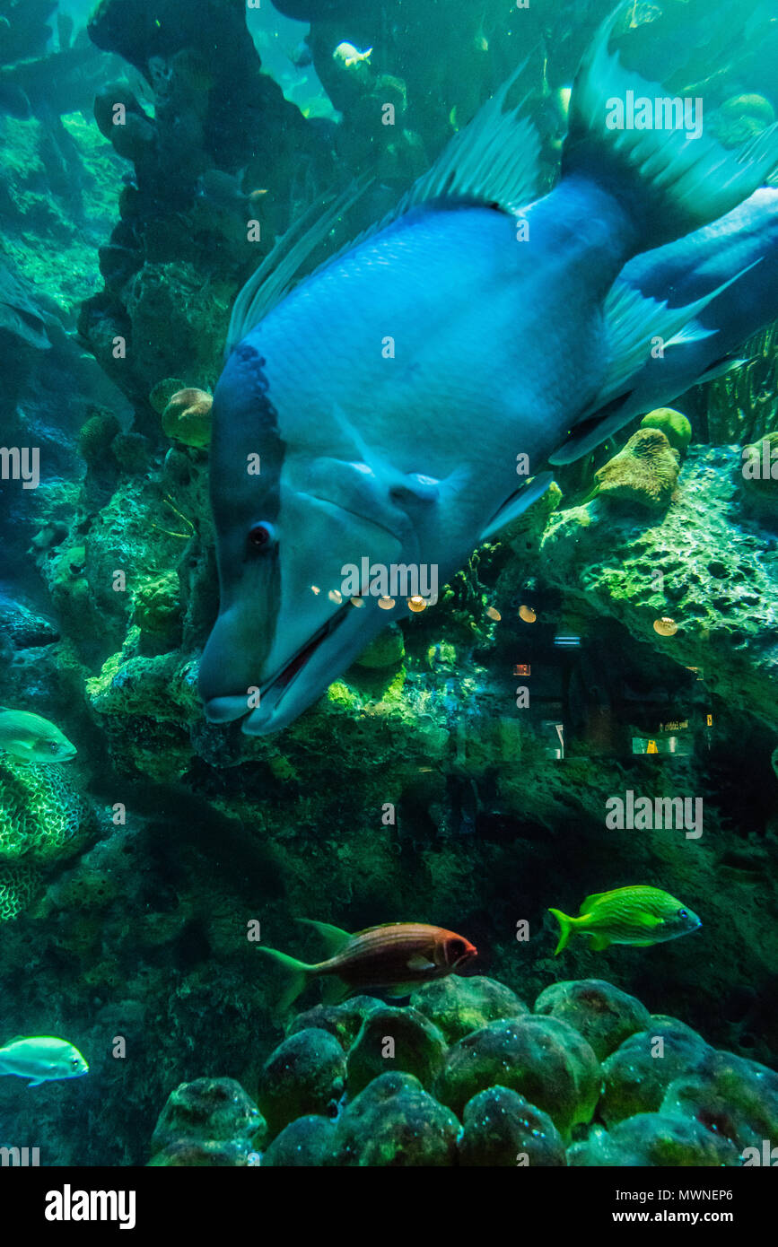 New England Aquarium   Boston, Massachusetts, STATI UNITI D'AMERICA Foto Stock