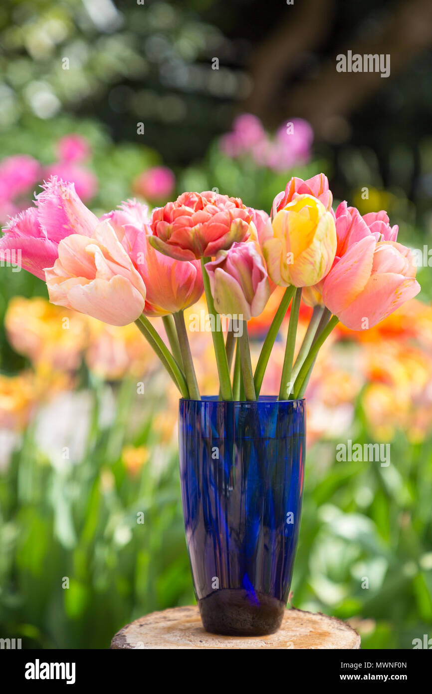 Una pesca themed Tulip disposizione in un vaso blu. Dotate di Tulipa "Rame immagine', Tulipa 'Cacharel', Tulipa 'abbastanza Princess' e Tulipa "albicocca Foxx Foto Stock