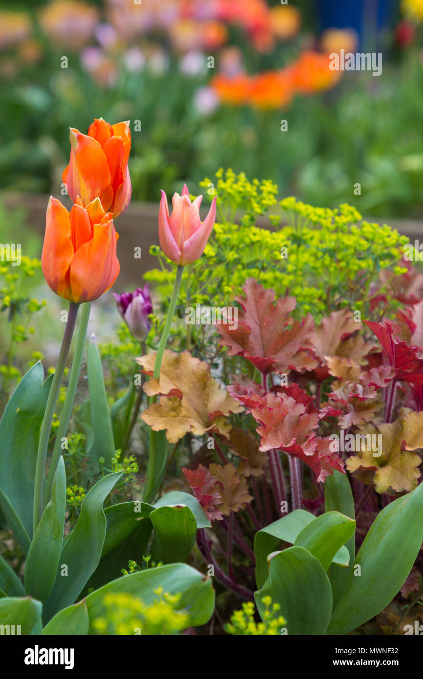 Tulipa "Hermitage", Tulipa "albicocca Foxx', Heuchera "marmellata" e Euphorbia cyparissias Foto Stock