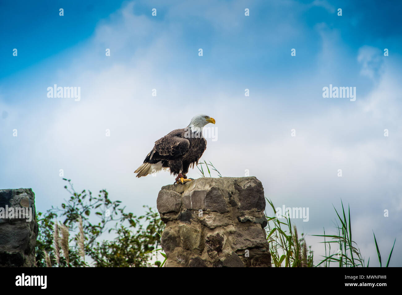 Un Americano aquila calva a Condor Park in Otavalo è la patria di molti del Sud America le specie di uccelli Foto Stock