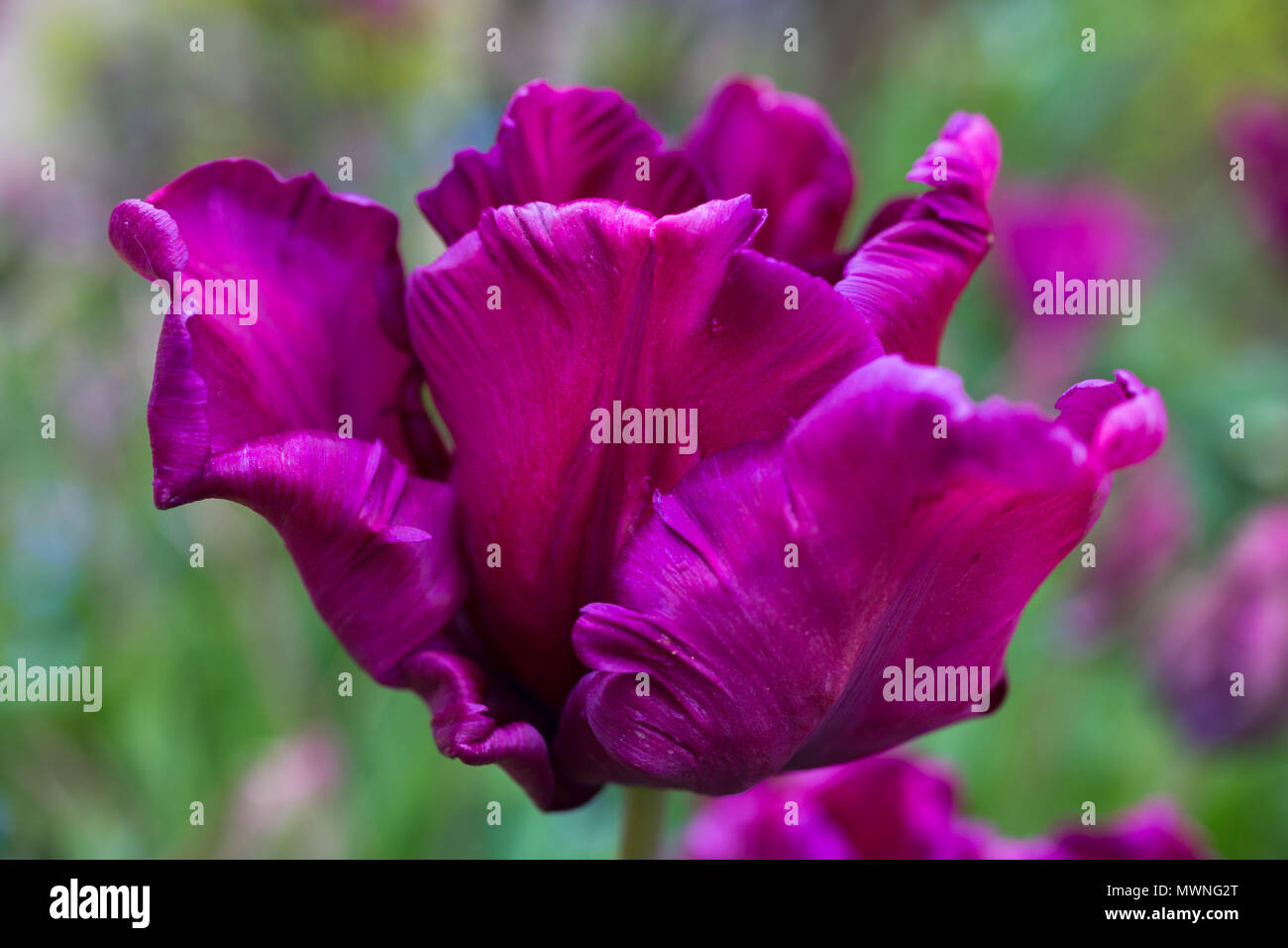 Tulipa 'Victoria's Secret" Foto Stock
