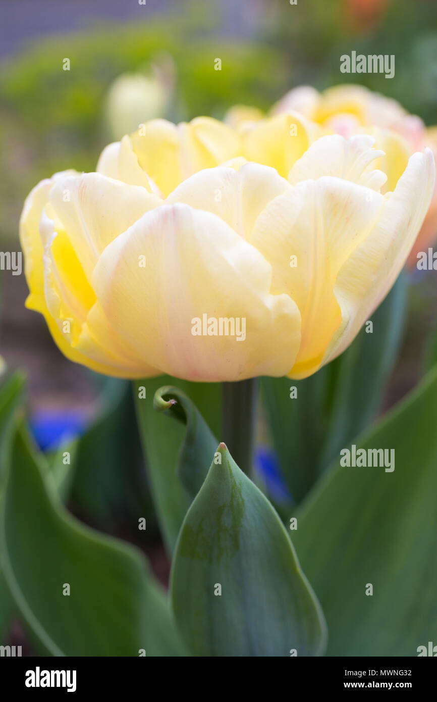 Tulipa "Bella Signora" Foto Stock