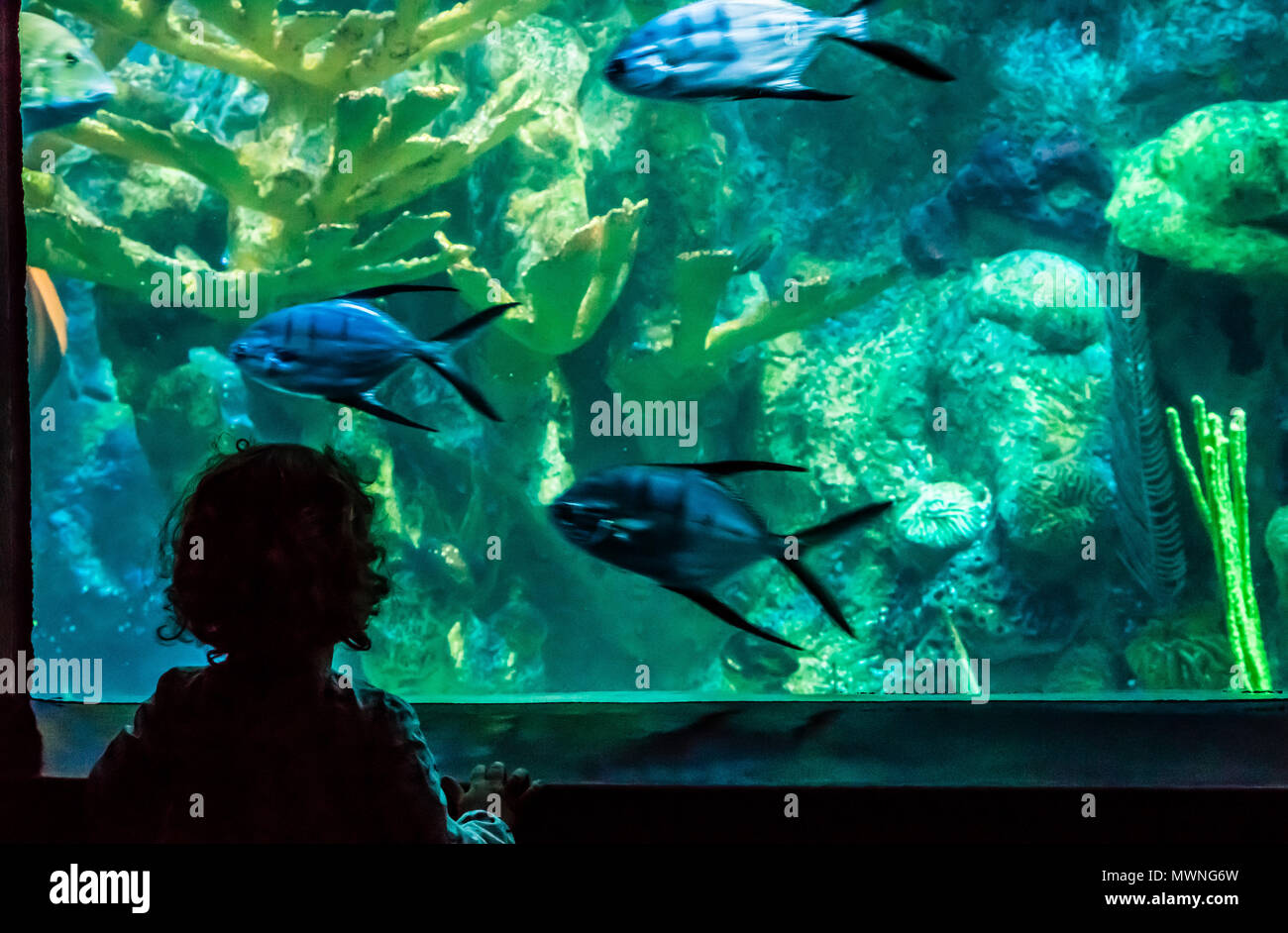 New England Aquarium   Boston, Massachusetts, STATI UNITI D'AMERICA Foto Stock