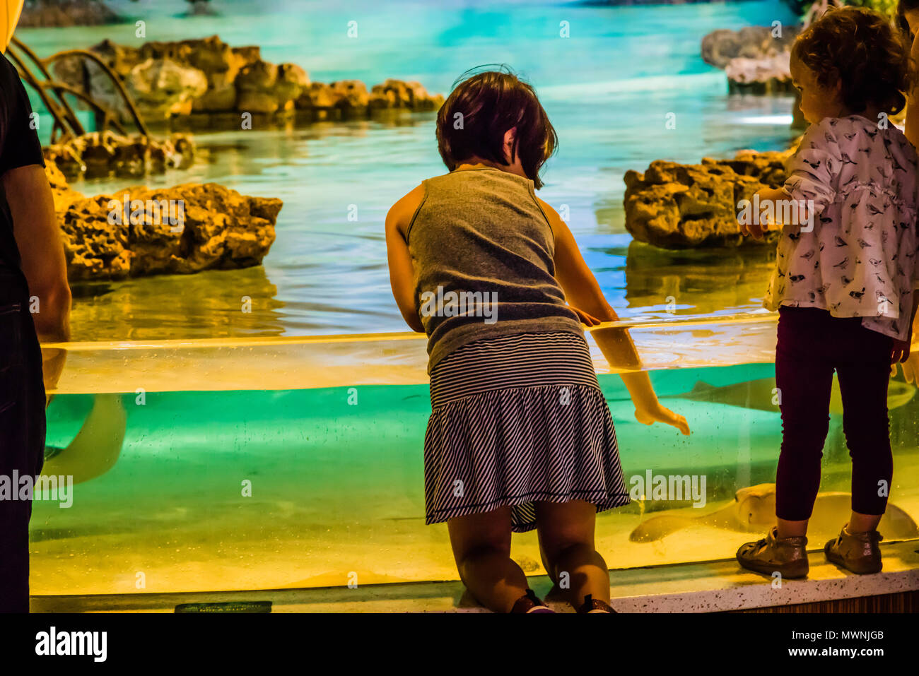 New England Aquarium   Boston, Massachusetts, STATI UNITI D'AMERICA Foto Stock