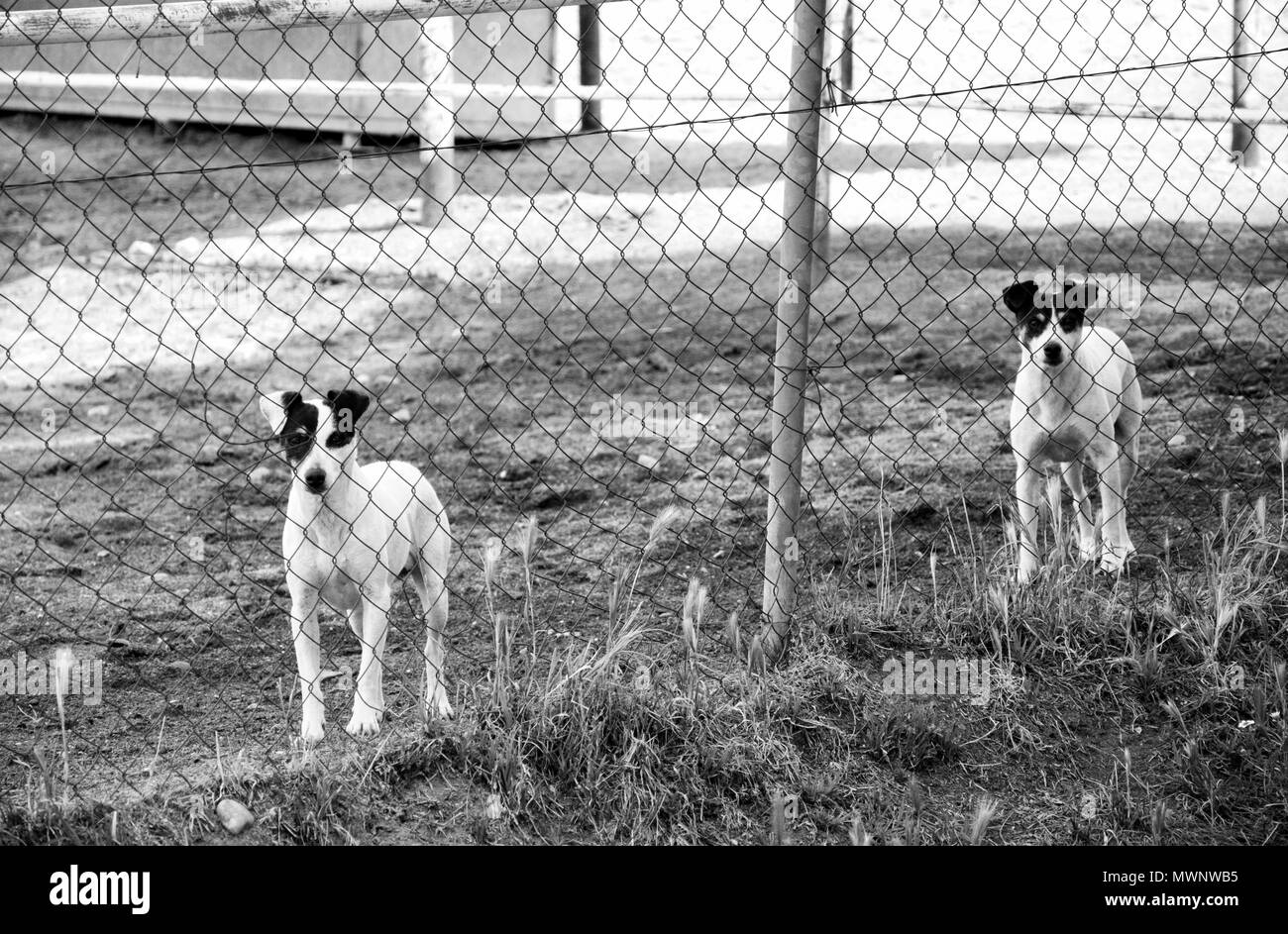 I cani e i cani Foto Stock