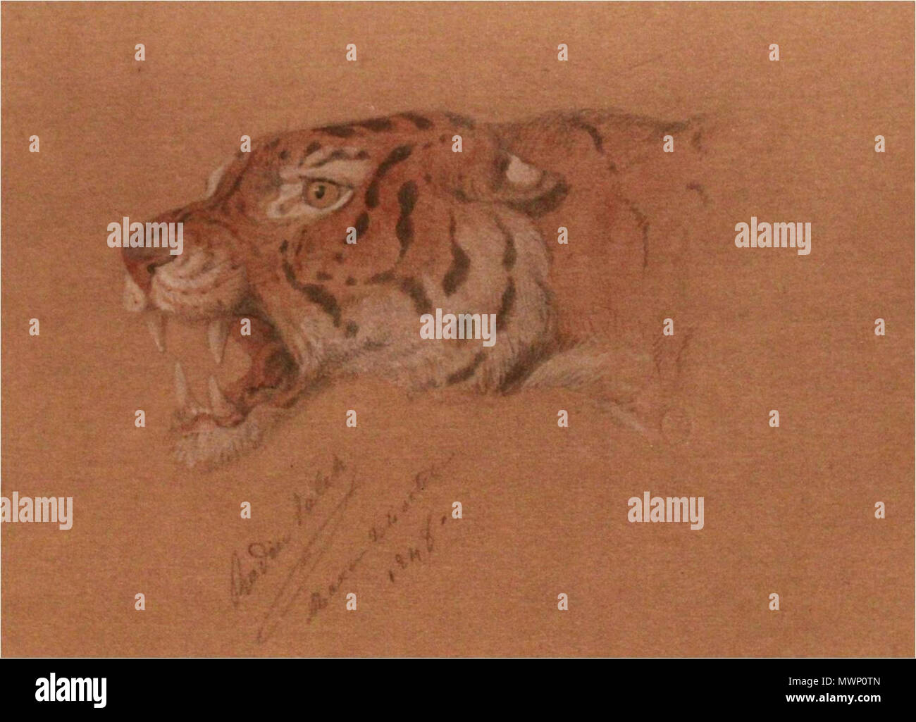 . Inglese: acquerello studio di Tiger. Fatte durante Raden Saleh di soggiorno all'Aia. . 30 Novembre 2013 20:53:09 510 Raden Saleh - Studio di Tiger Foto Stock