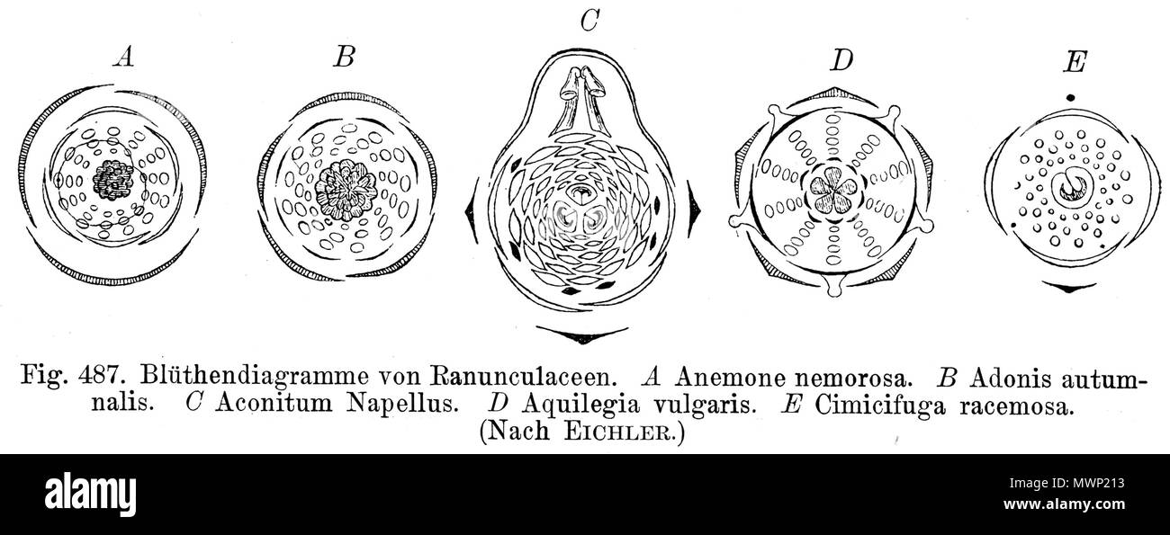 . Schema di fiori di diversi Ranunculaceae: Un Anemone nemorosa ,, B Adonis autumnalis, C Aconitum napellus, D Aquilegia vulgaris, E Cimicifuga racemosa . scansionato 8 Giugno 2006. de:Benutzer:Griensteidl 512 Ranunculaceae flowerdiagrams Foto Stock