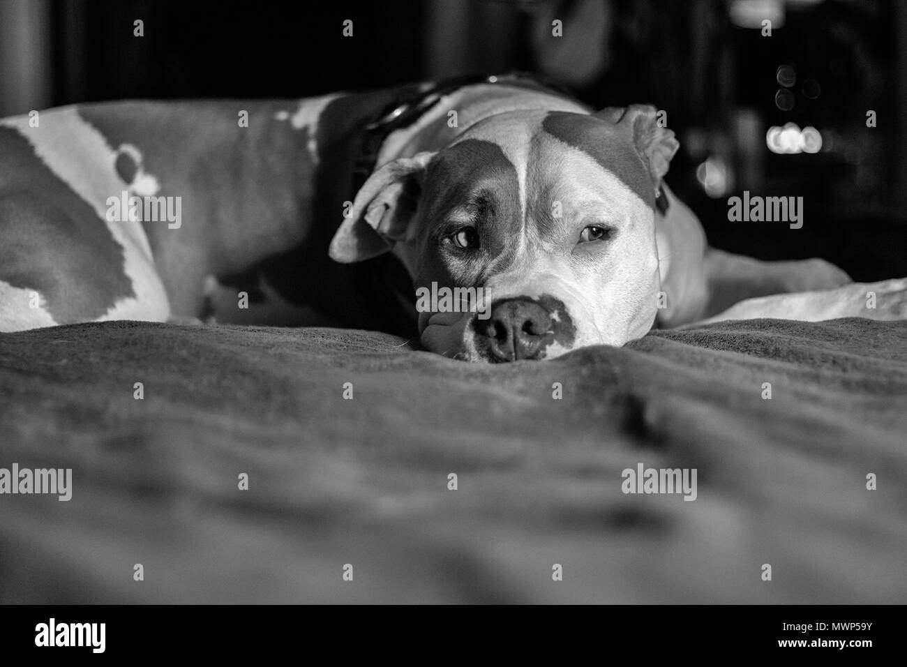 Un cane pitbull di razza mista (americano e americano Staffordshire Pit Bull Terriers) (Canis lupus familiaris) giace su un letto, Foto Stock