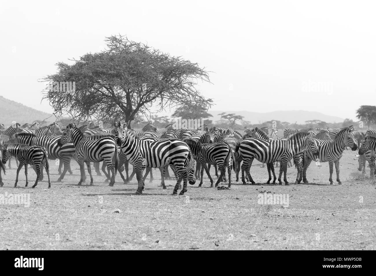 Grande mandria di zebre selvatiche nel Parco Nazionale del Serengeti in Tanzania in Africa orientale Foto Stock