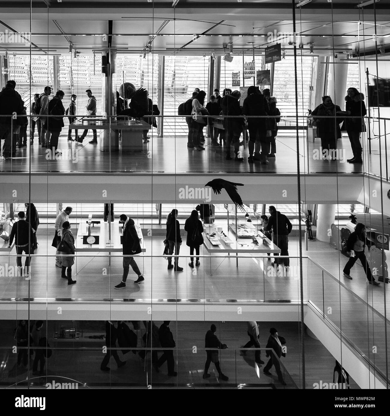 Trento, Italia - 19 Novembre 2017: Il 'MUTILIZZARE' è il Museo delle Scienze di Trento. L'interno è caratterizzato da una grande "void" dove t sospesa Foto Stock