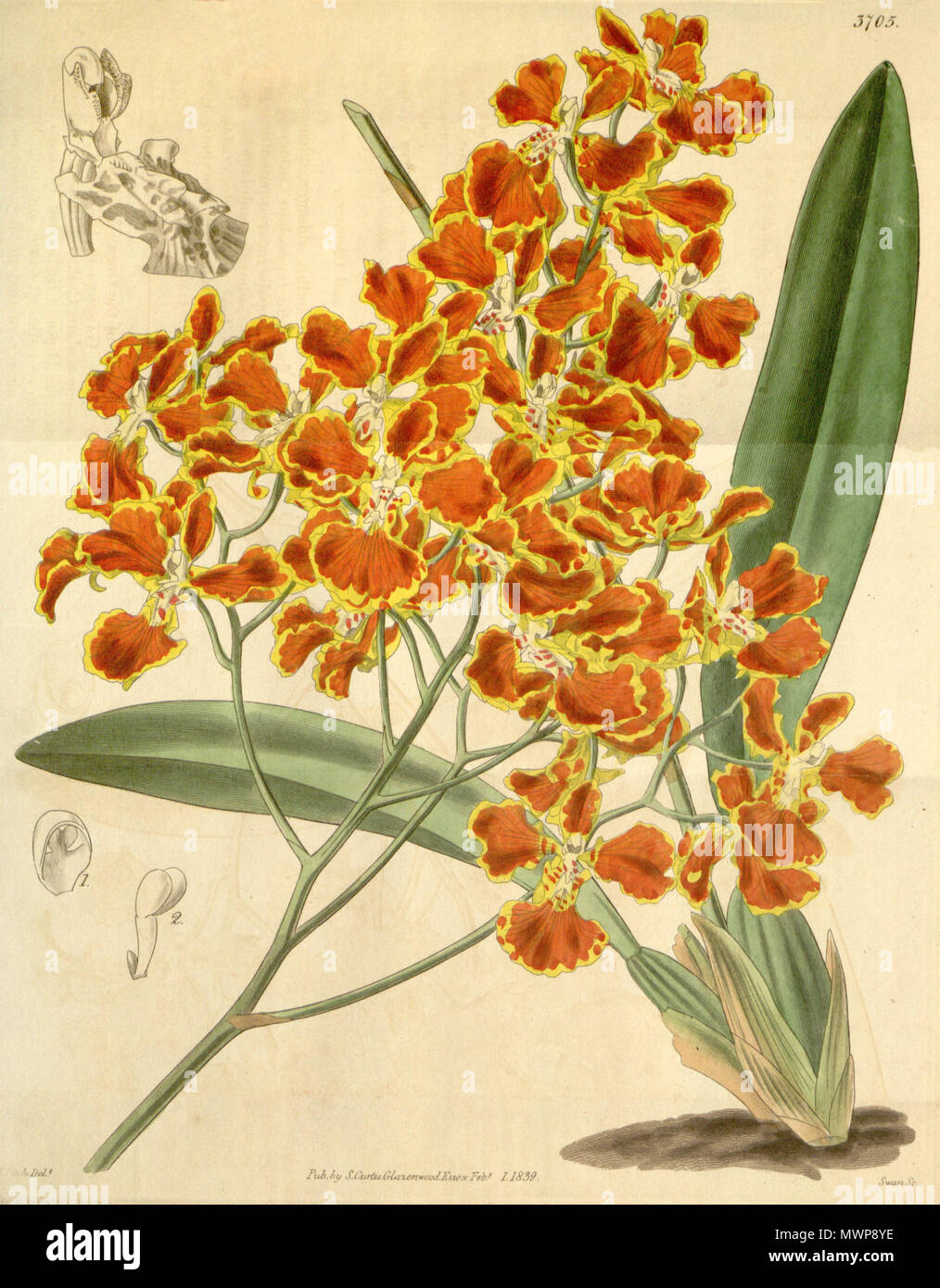 . Illustrazione di Oncidium forbesii . 1860. Walter Hood Fitch (1817-1892) del., Swan sc. 456 Oncidium forbesii-Curtis 65-3705 (1839) Foto Stock