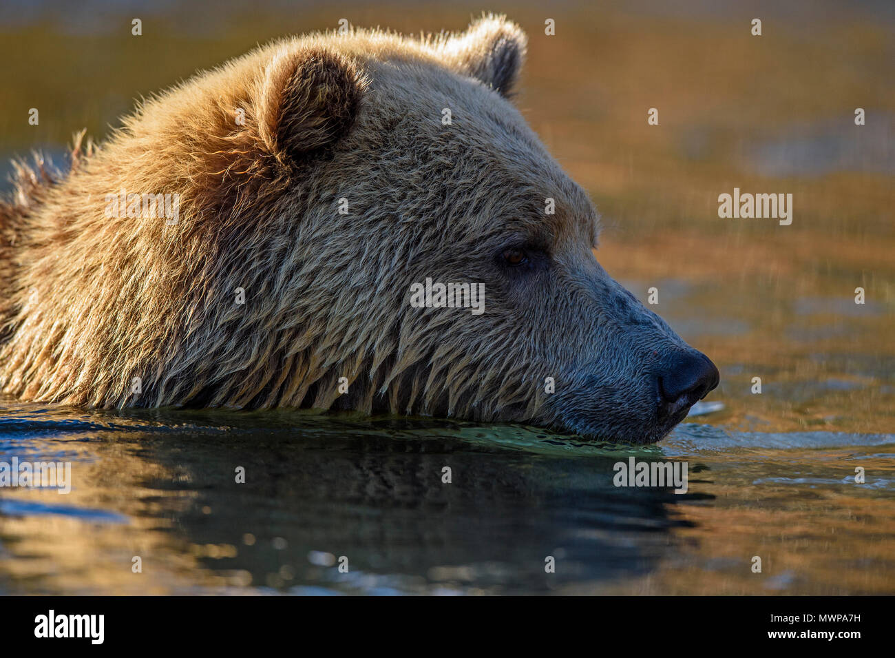 Orso grizzly (Ursus arctos)- attratti da un salmone sockeye eseguito nel fiume Chilko, Chilcotin deserto, British Columbia BC, Canada Foto Stock