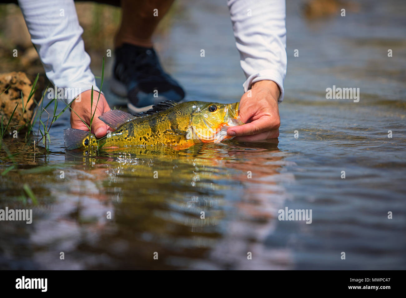 Exotic Peacock Bass Pesce Foto Stock