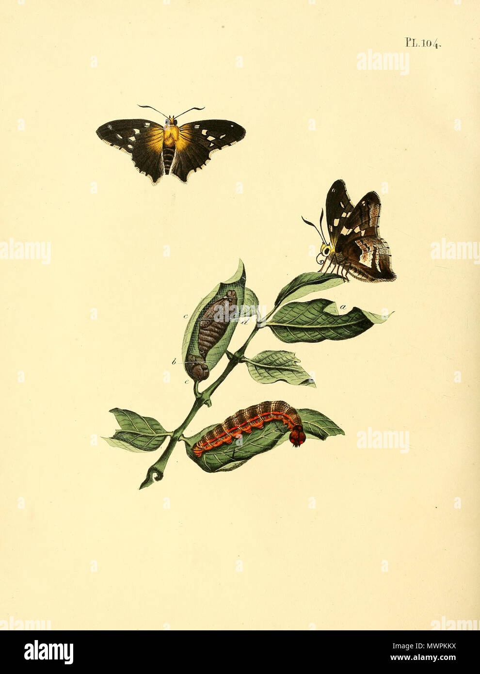 . Illustrazione di: unidentified butterfly, descritto come Papilio idas (questo non è Plebejus idas, vedi illustrazione) . 1852. Jan Sepp (1778 - 1853) 552 Sepp-Surinaamsche vlinders - pl 104 piastra descr. Come Papilio idas Foto Stock