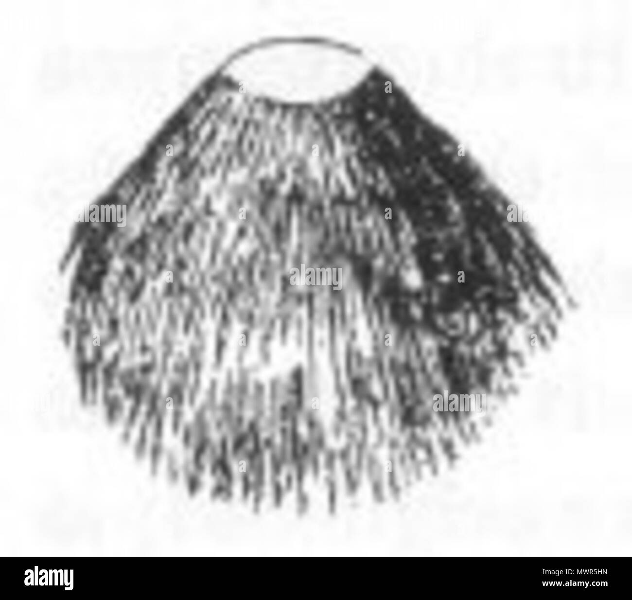 . Questa è una illustrazione dal titolo 'Rush spalla-copertura dei nativi' dal Volume 1 di John Lort Stokes 1846 prenota scoperte in Australia. 1846. John Lort Stokes Rush 533 spalla-copertura dei nativi (scoperte in Australia) Foto Stock