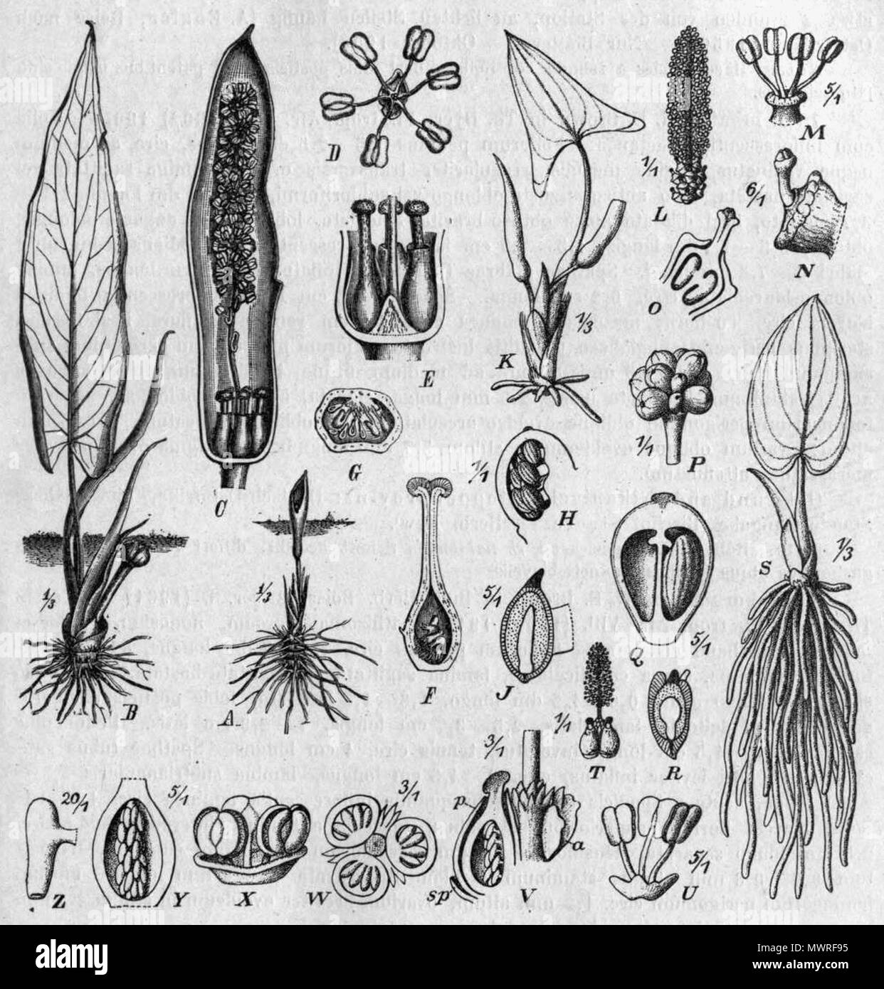 . Inglese: Stylochaeton specie disegno botanico: A-J, S-Z S. lancifolius, K-O S. natalensis, P-R S. angolensis . 1920. Disegno: Pohl (d. 1939) in Das Pflanzenreich di Engler (d. 1930) 580 specie Stylochaeton DPR Foto Stock