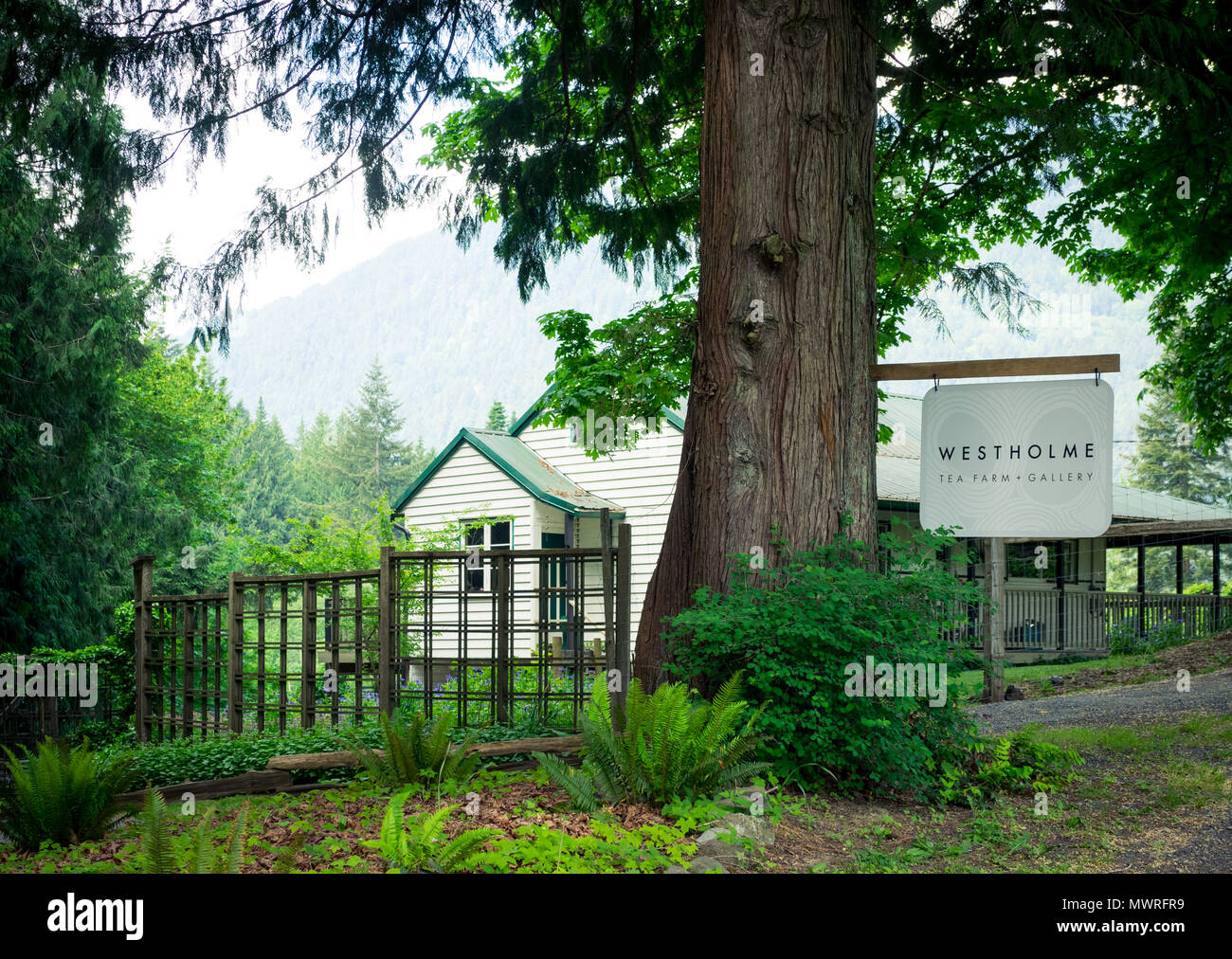 La vista della splendida Westholme Tea Farm, del Canada solo commerciale tè crescente farm, vicino a Duncan, British Columbia, Canada. Foto Stock