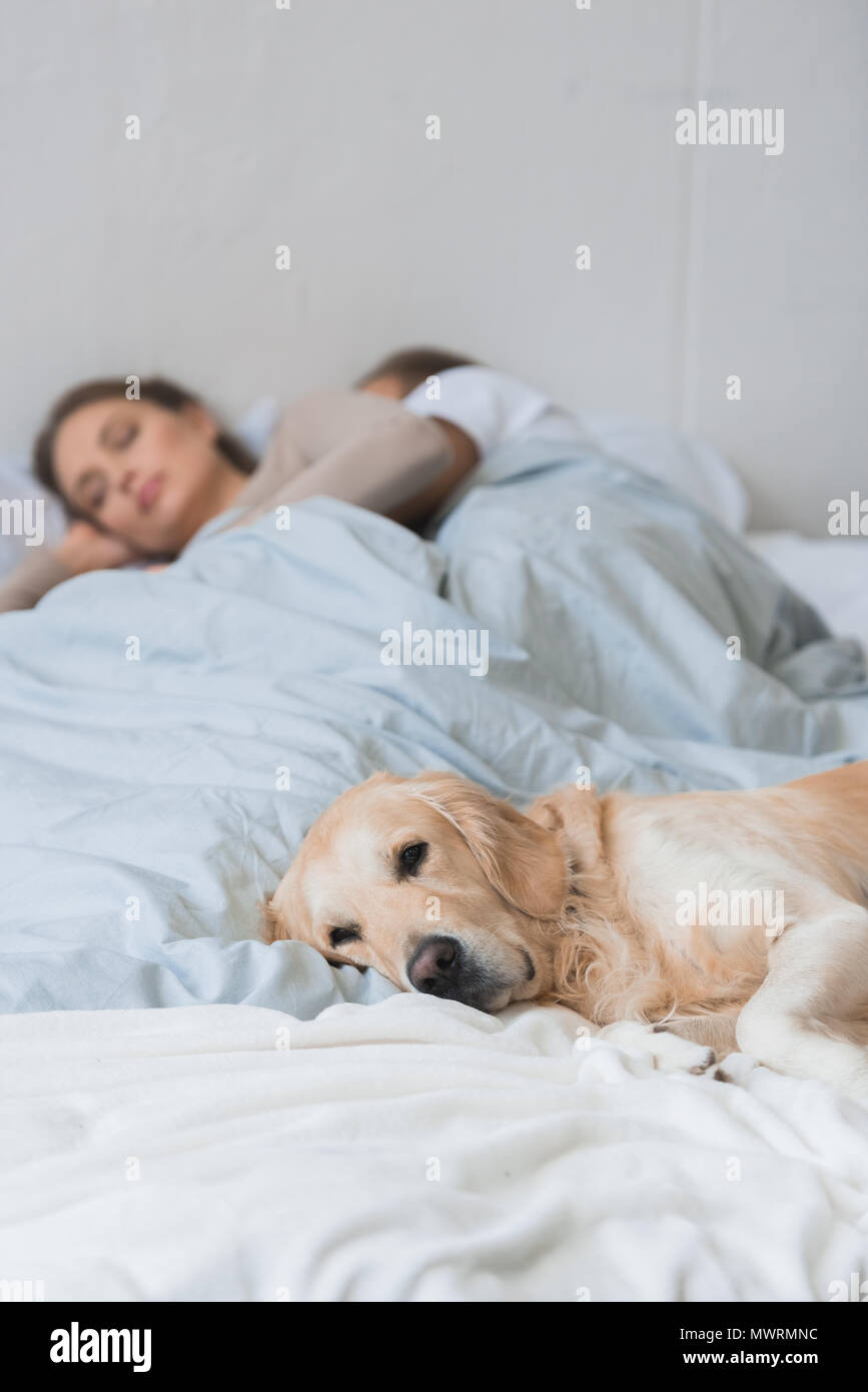 Il golden retriever sdraiato sul letto con coppia giovane dormire in background Foto Stock