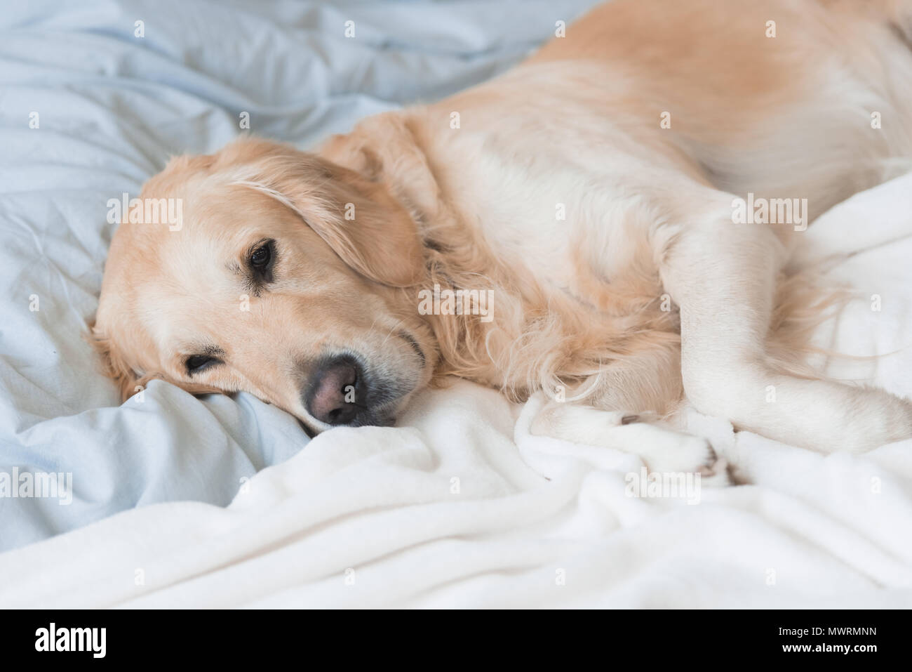 Immagine ritagliata di cane giacente su coperte su un letto Foto Stock
