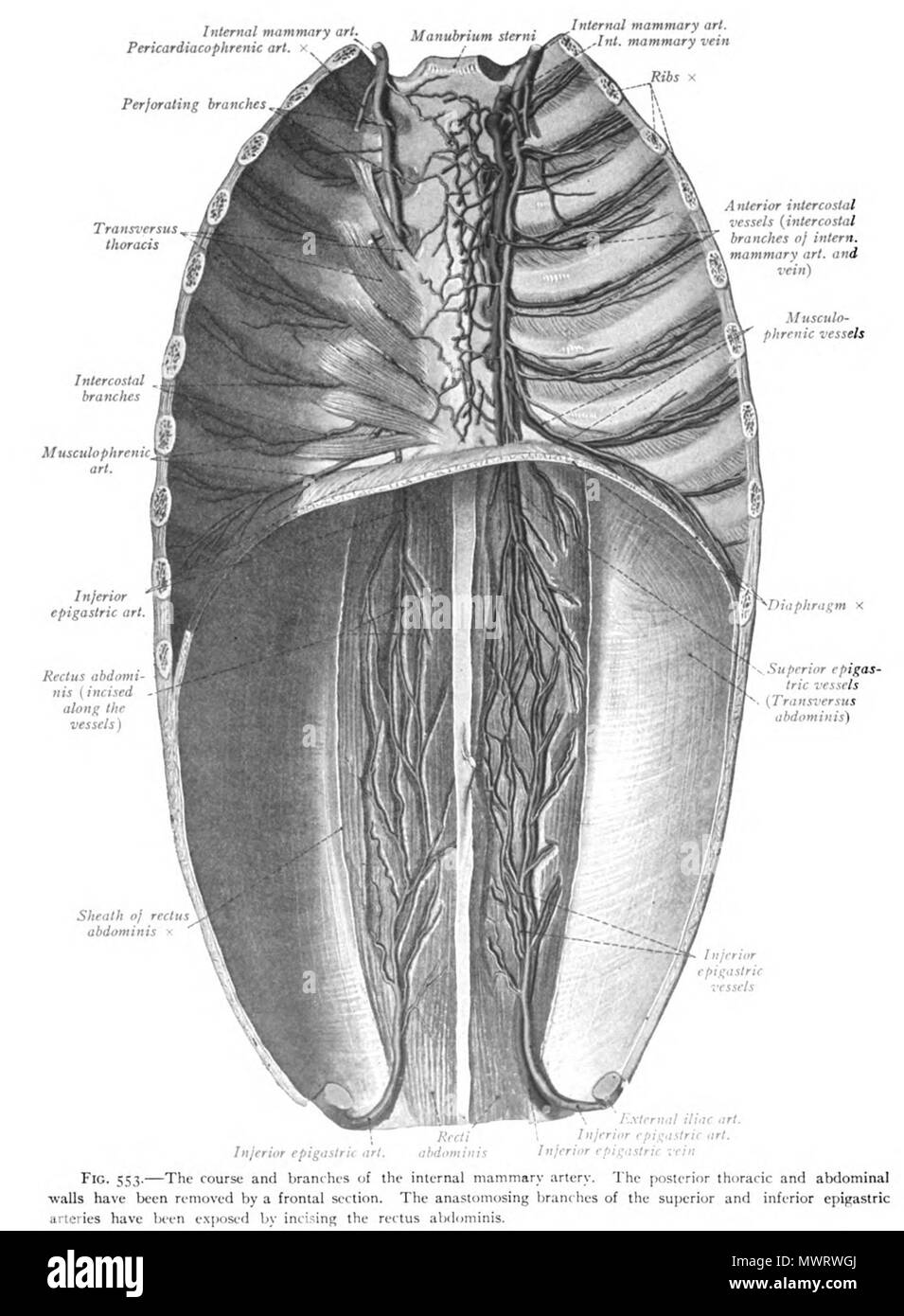 . Inglese: un illustrazione anatomica dal 1908 edizione di Sobotta del Atlante di Anatomia umana . 22 ottobre 2013, 00:35:55. Il dott. Johannes Sobotta 565 Sobo 1909 553 Foto Stock