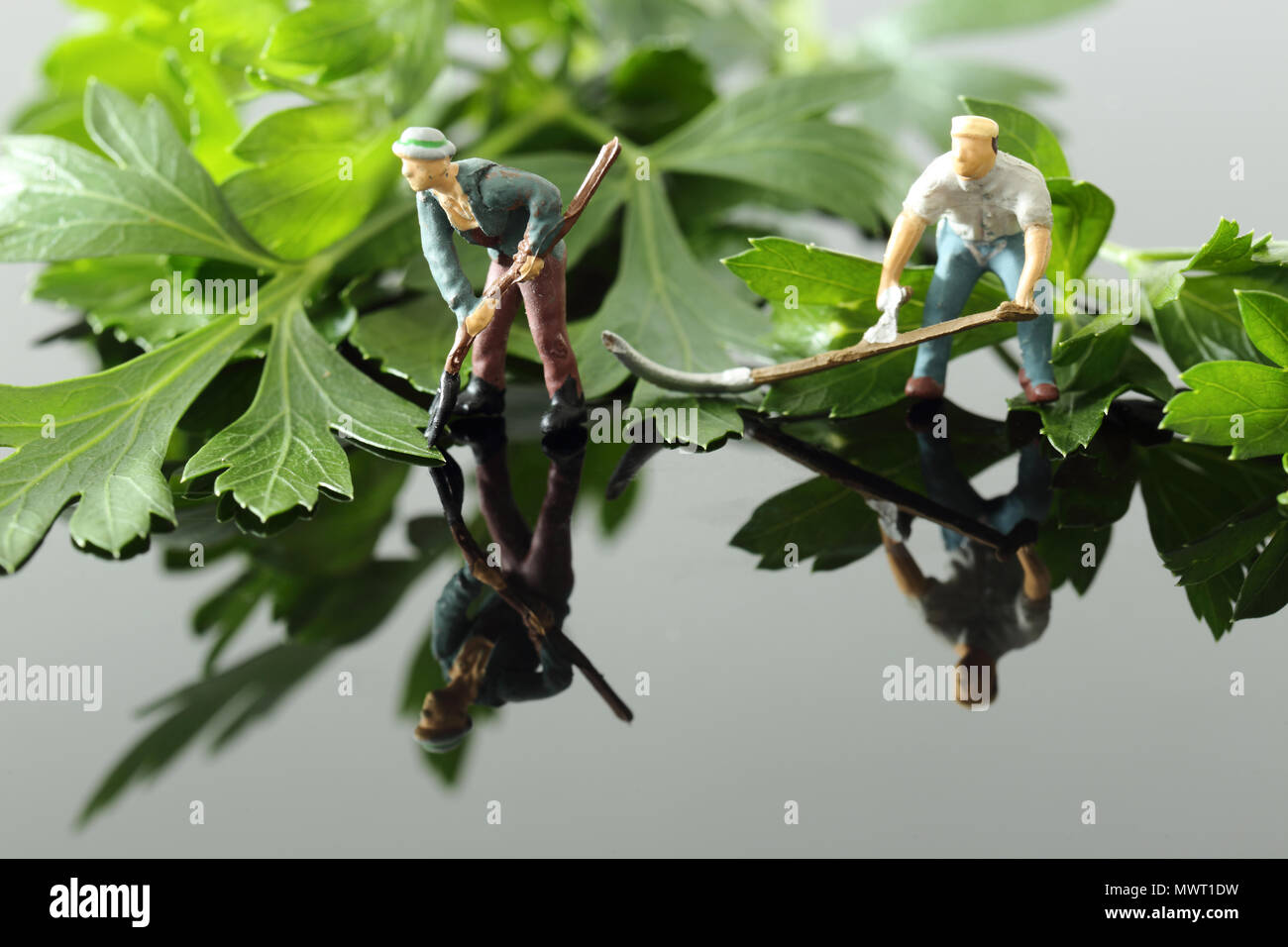 Miniatura modello in scala i giardinieri con strumenti il taglio di prezzemolo a foglia piatta su un sfondo lucido con la riflessione Foto Stock