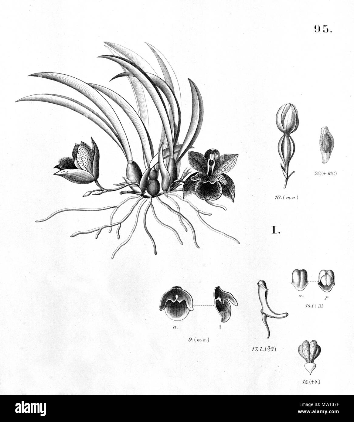 . Illustrazione del : Promenaea stapelioides . tra 1904 e 1906. Alfred Cogniaux (1841 - 1916) 504 Promenaea stapelioides ritaglio da Fl.br.3-6-95 (fig. I) Foto Stock