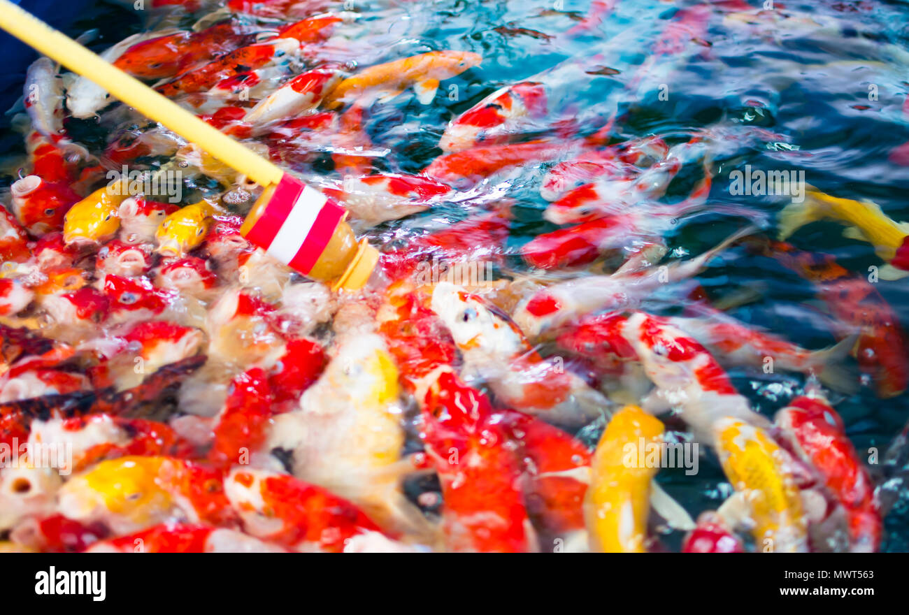 Crap o colorato o Crap Nishikigoi o Koi , i colorati pesci di fantasia è stato alimentato il cibo e il latte dal biberon. Essi sono in acqua. Foto Stock