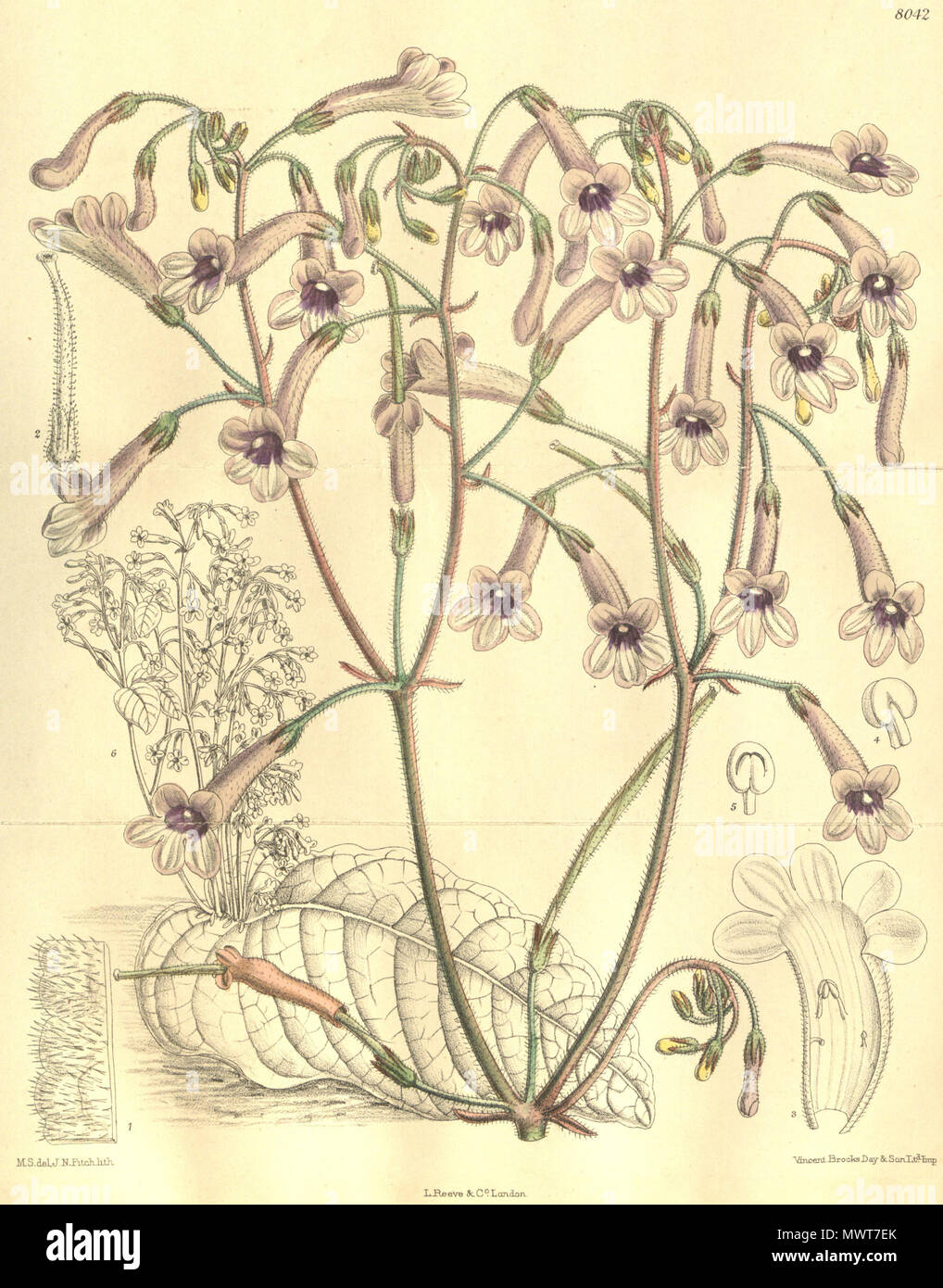 . Inglese: Streptocarpus grandis, Bot. Mag. 131: t. 8042. 1905. 18 novembre 2013, 17:39:33. Rivista di botanica 578 Streptocarpus grandis Foto Stock