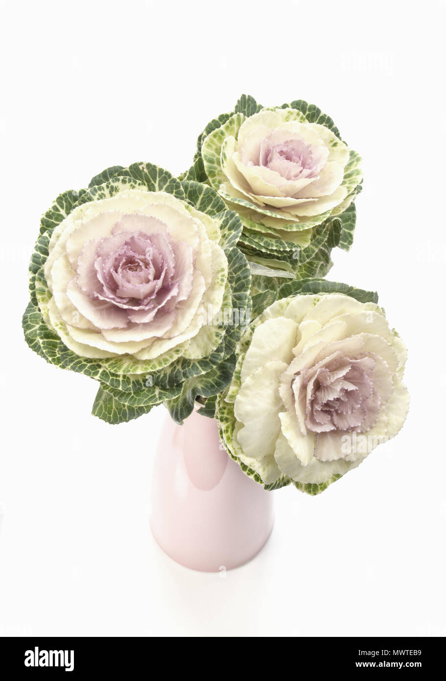 Cavoli ornamentali in un vaso rosa elevato la chiave Foto Stock