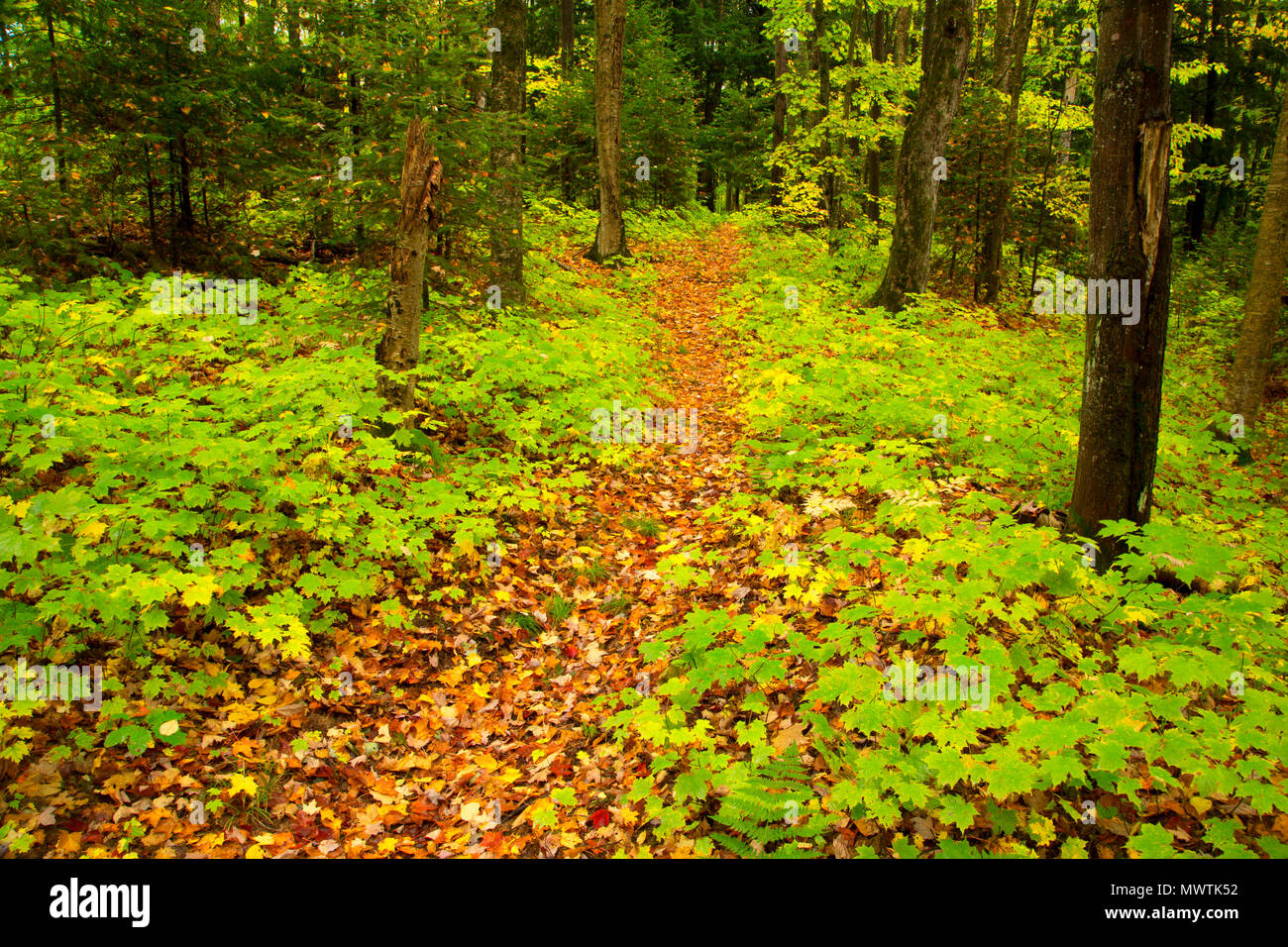 Beaver Lodge Trail a Bob Lago, Ottawa foresta nazionale, Michigan Foto Stock