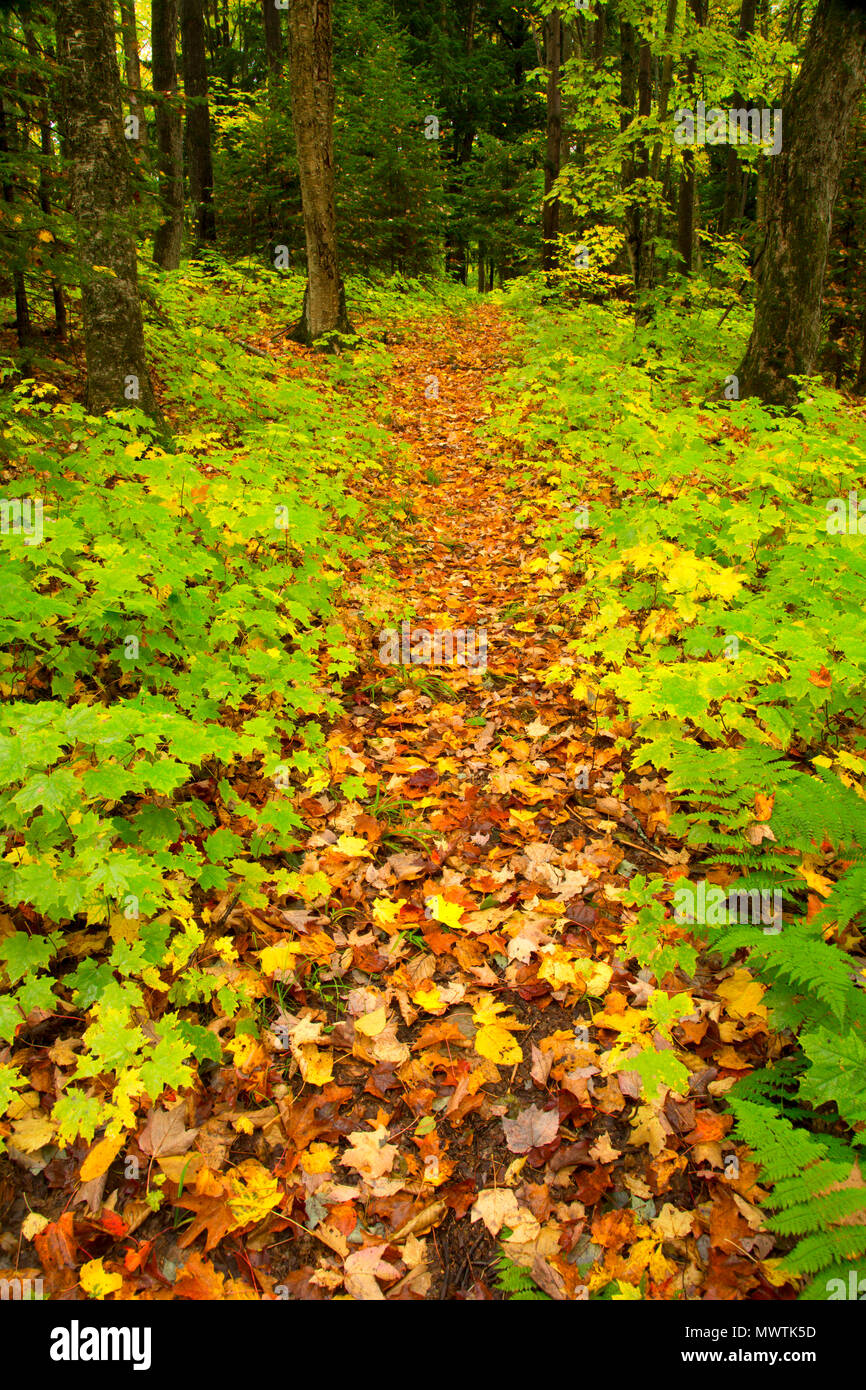 Beaver Lodge Trail a Bob Lago, Ottawa foresta nazionale, Michigan Foto Stock