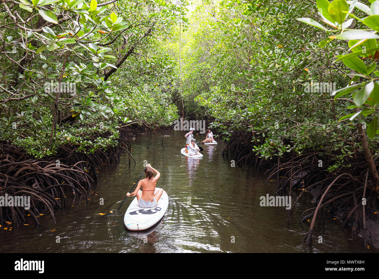 Una ragazza su uno stand up paddle board nella palude di mangrovie, foresta di Jozani, Jozania Chwaka Bay National Park, isola di Zanzibar, Tanzania Africa orientale Foto Stock