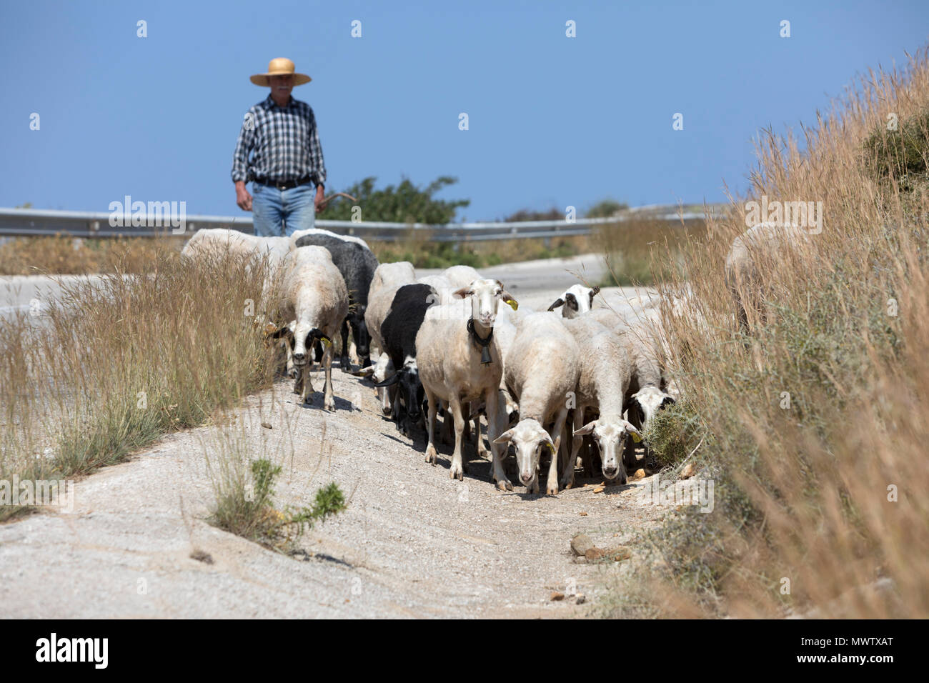 Pastore con allevamento di capre lungo la strada di campagna, SIFNOS, CICLADI, il Mare Egeo e le isole greche, Grecia, Europa Foto Stock