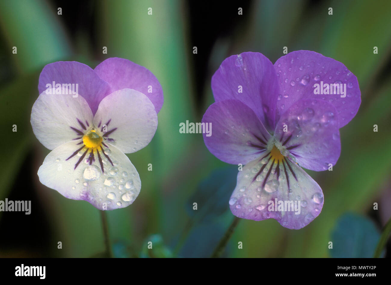 Gocce di pioggia sulla viola Pansy fiori (viola) Foto Stock