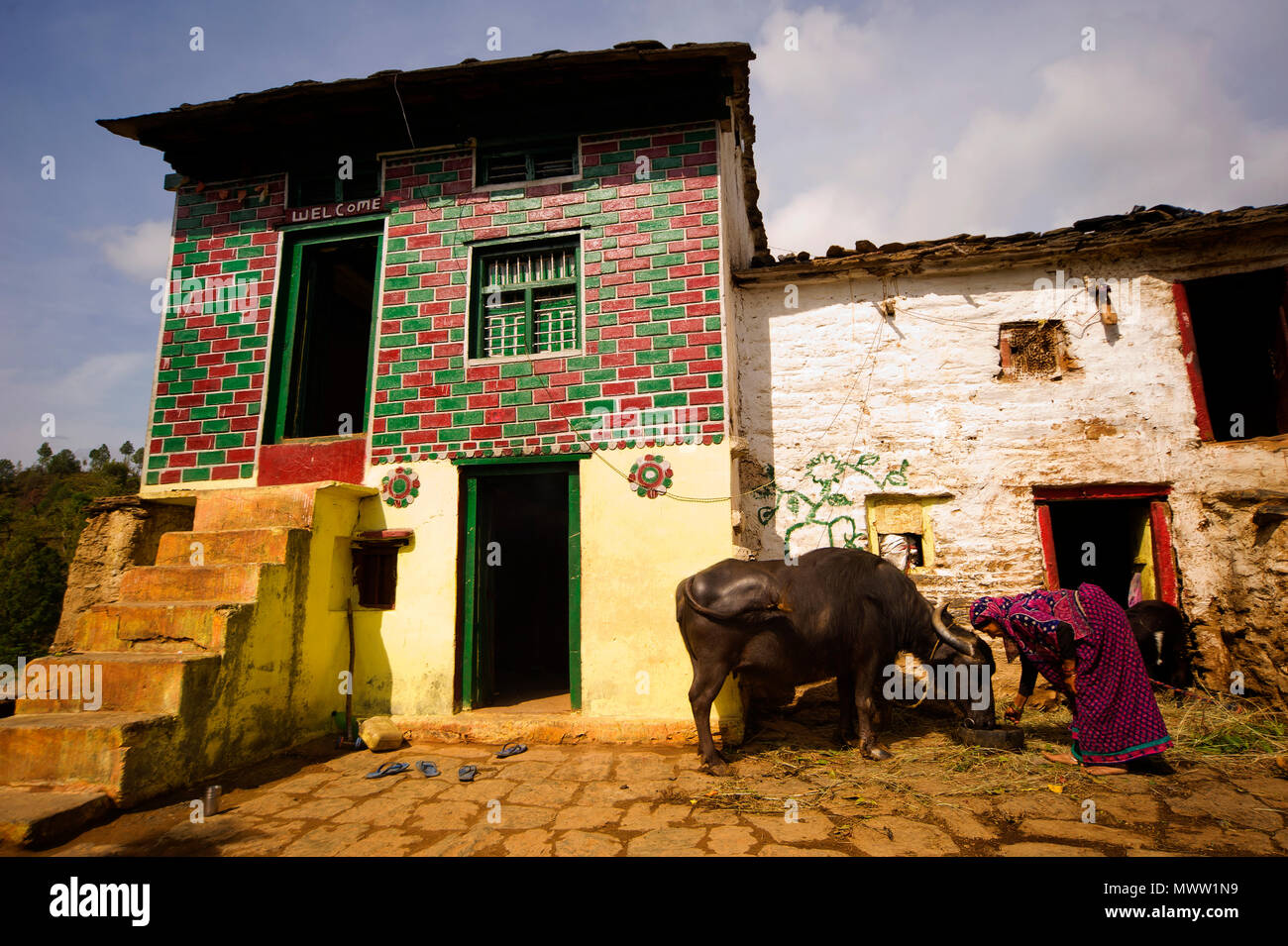 Donna indiana la sua irrigazione buffalo nel calore del giorno, Sanouli Village, Kumaon Hills, Uttarakhand, India Foto Stock