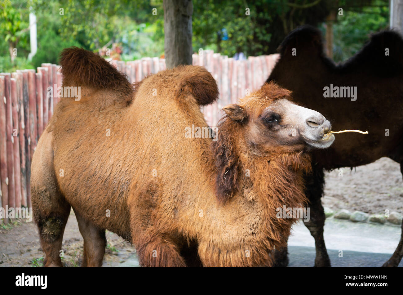 Bactrian camel o Camelus bactrianus con due gobbe masticare un bastone Foto Stock