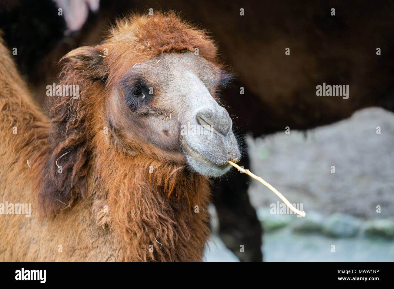 Ritratto di un cammello Bactrian o Camelus bactrianus masticare un bastone Foto Stock
