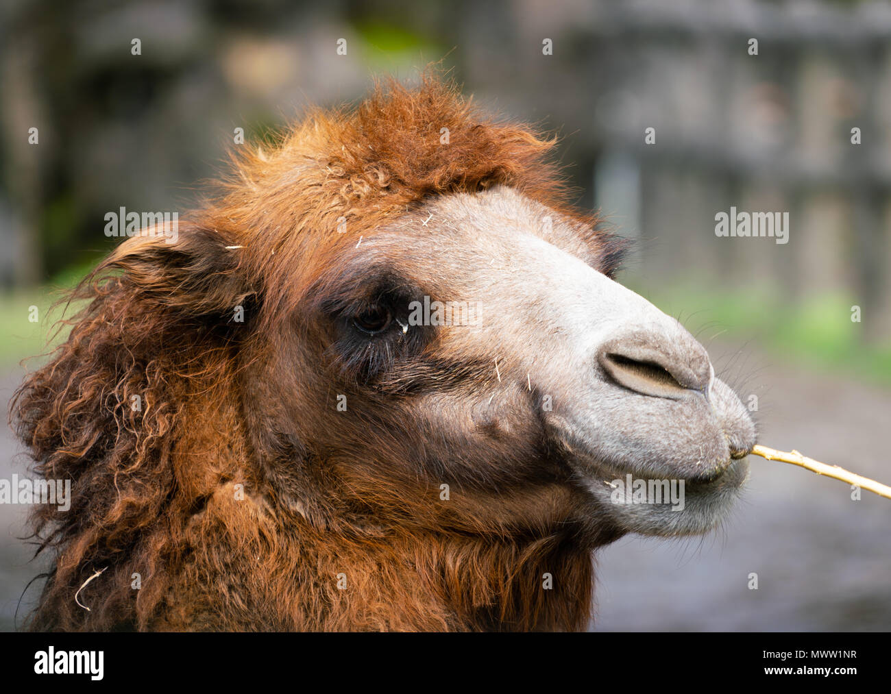Ritratto di un cammello Bactrian o Camelus bactrianus masticare un bastone Foto Stock