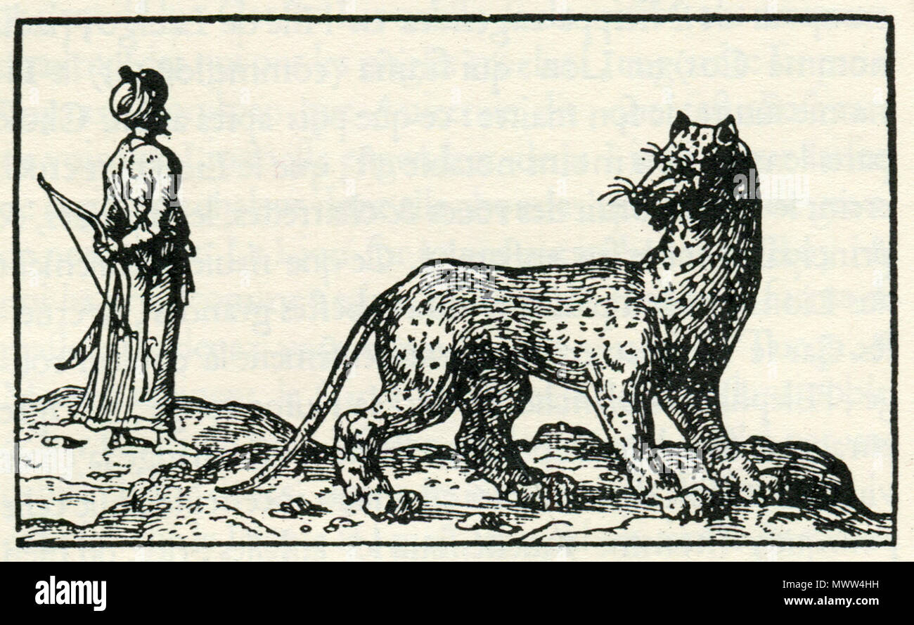 607 TIGER da Hyrcania - Thevet André - 1556 Foto Stock