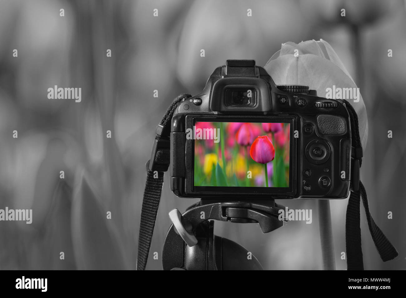 In prossimità di una fotocamera digitale con un'immagine di coloratissimi tulipani sul live view, in bianco e nero i tulipani in background Foto Stock