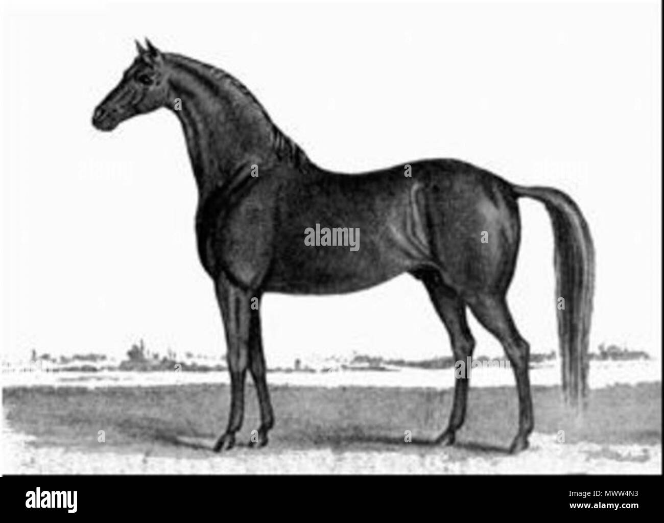 . Timoleon (c.1814) è stato un buon americano delle corse ippiche purosangue e fu in seguito un importante sire. circa 1820. Sconosciuto 608 Timoleon (USA) Foto Stock