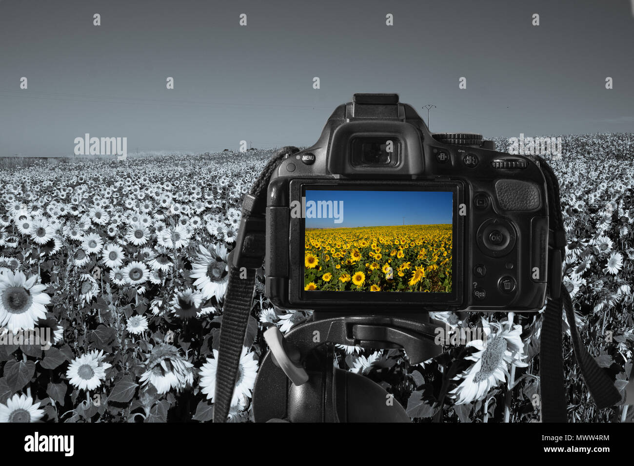 In prossimità di una fotocamera digitale con un'immagine di girasoli sul live view, girasoli monocromatica in background Foto Stock