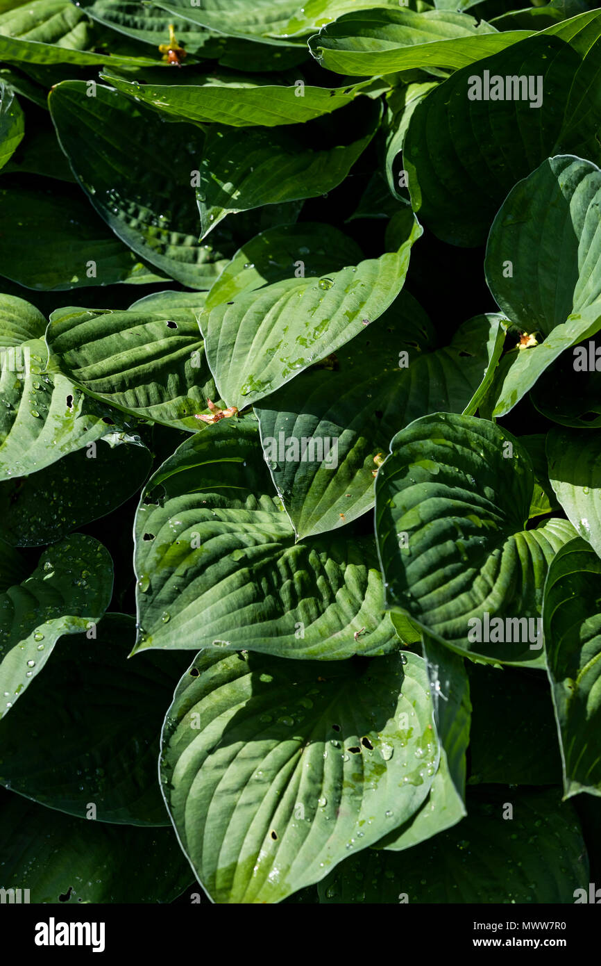 Hosta, ombra amare piante. Rose Garden Cottage diario Foto Stock