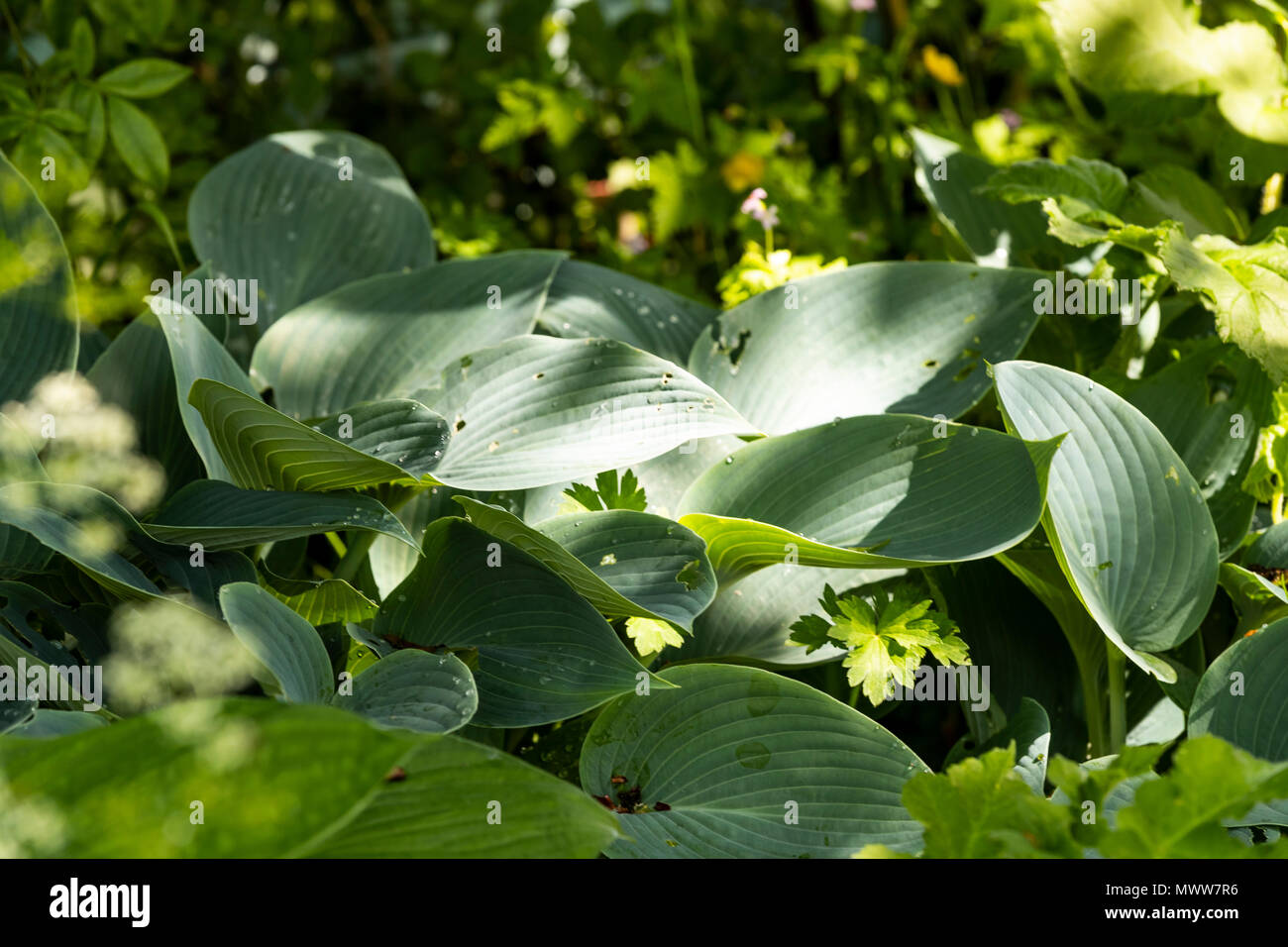 Hosta, ombra amare piante. Rose Garden Cottage diario Foto Stock