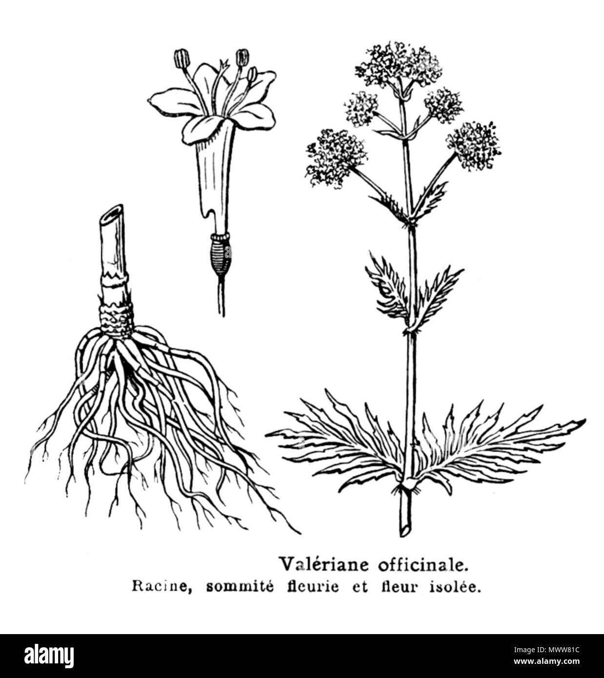 . Français : Valériane officinale, herbe aux chats; Antinerveux, antispasmodique. Larousse Illustré medica, Parigi, 1912. Galtier-Boissière (org.) . Il 23 ottobre 2011. Galtier-Boissière (org.) 626 Valeriane-LarousseMedical Foto Stock