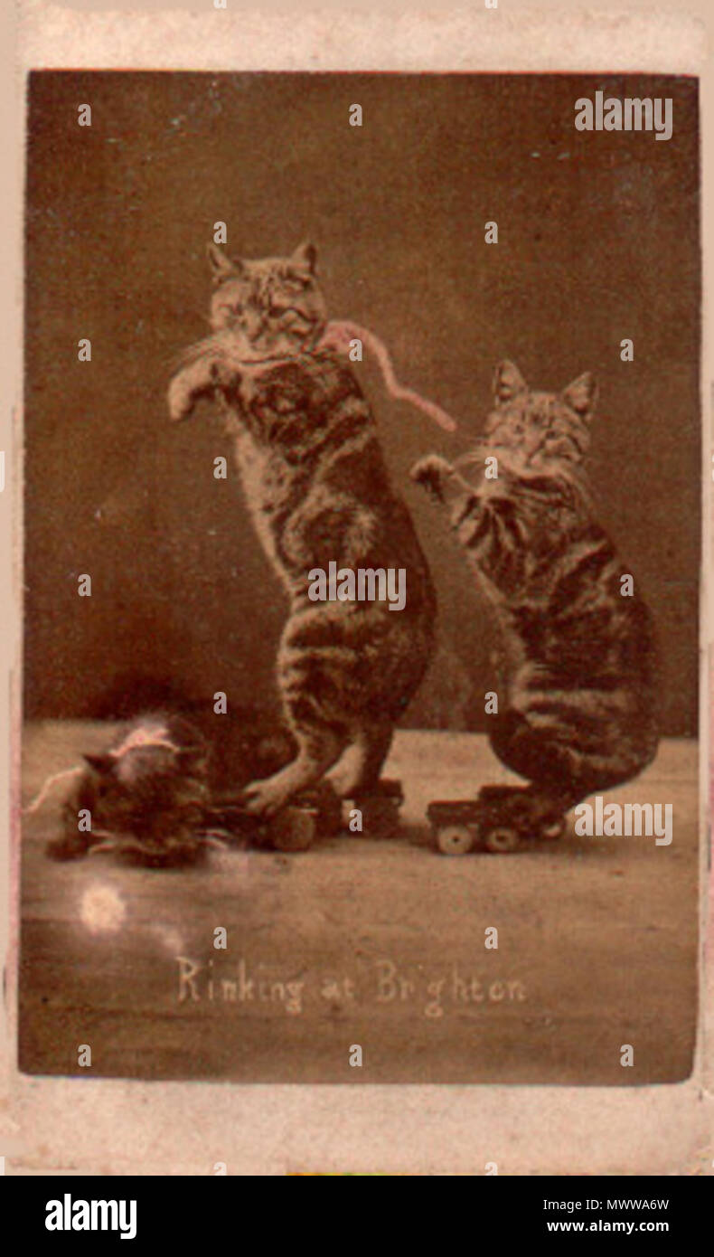 . Inglese: "Rinking a Brighton', una fotografia di gatti pattinaggio a rotelle raffigurato su un carte da 'La Brighton Gatti " serie, fotografata da Harry puntatore al suo posto di Bloomsbury studio in Brighton. 1870s. Harry puntatore (1822-1889) 103 BTNPointerCatRinking Foto Stock