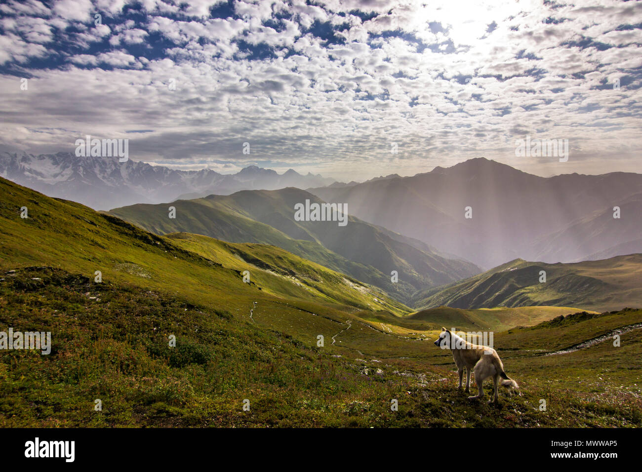 Cane in piedi su una scogliera in montagne innevate con inserzioni e cielo blu con nuvole sullo sfondo di sunrise Foto Stock
